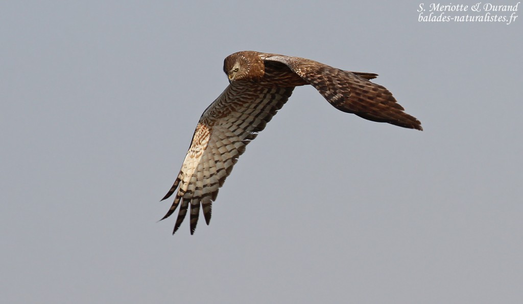 Busard grenouillard, Shakawe