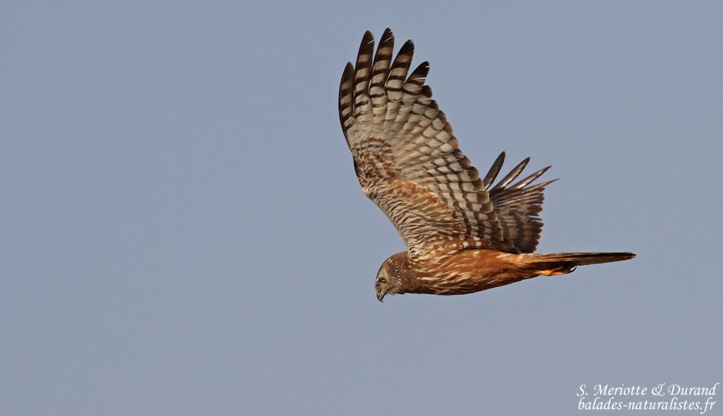 Busard grenouillard, Shakawe