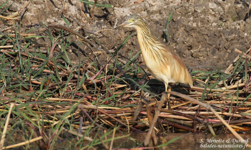 Héron crabier, Shakawe