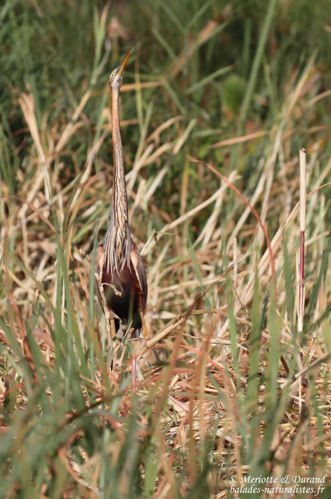 Héron pourpré, Shakawe