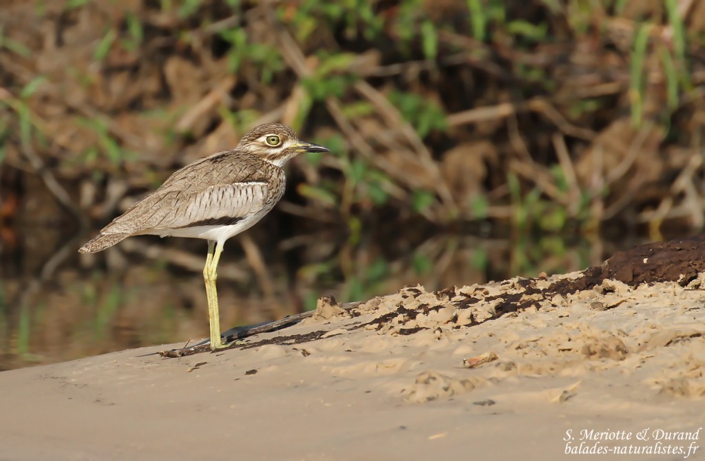 Oedicnème vermiculé, Shakawe