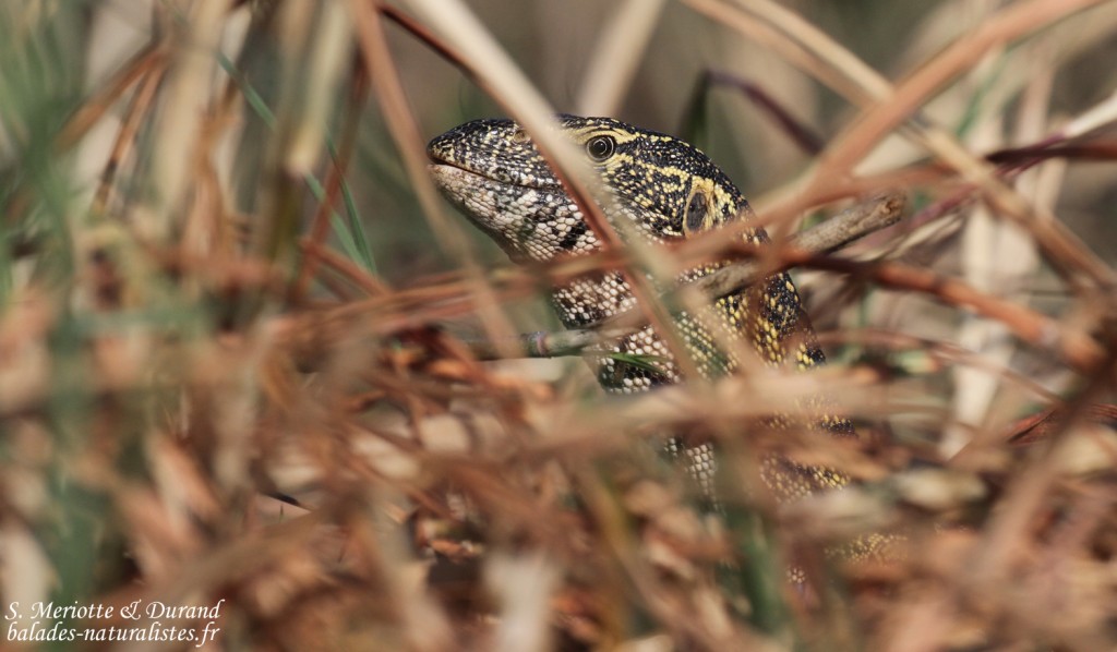 Varan du Nil, Shakawe