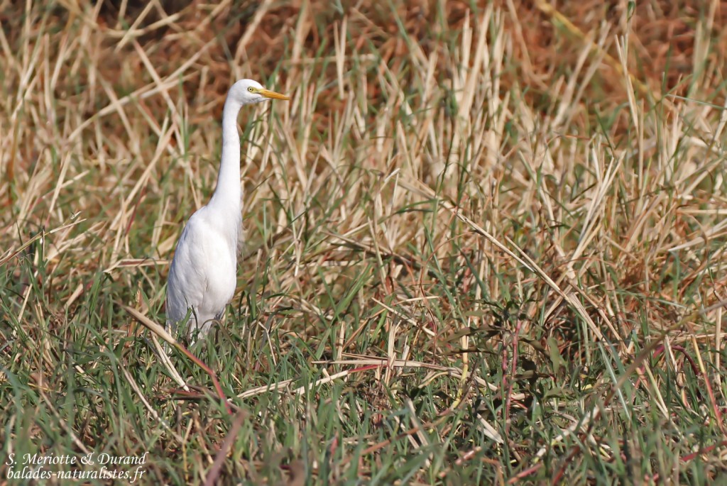 Aigrette intermédiaire, Shakawe