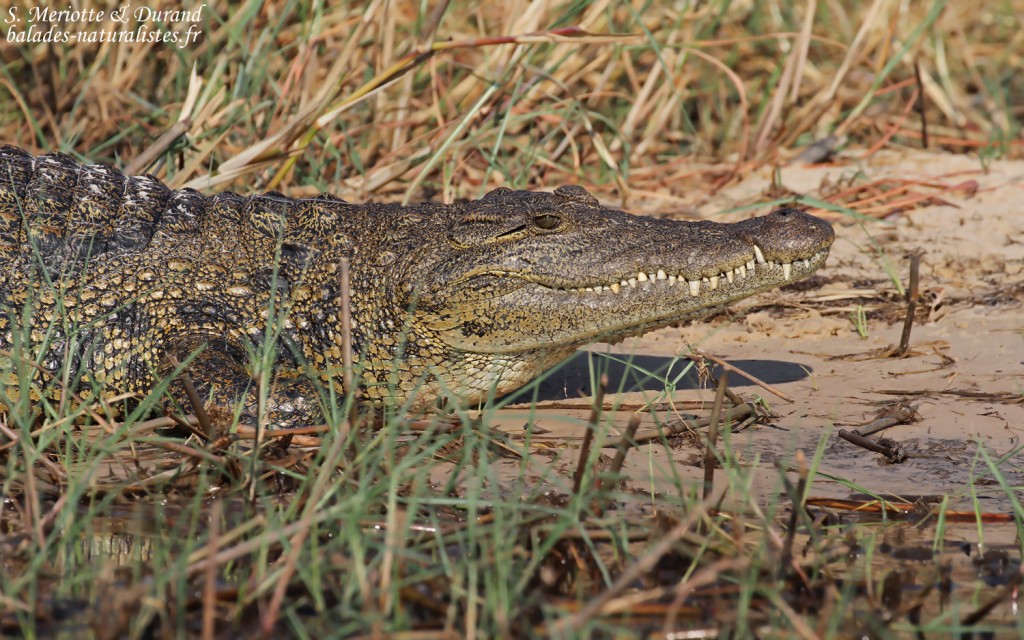 Crocodile, Shakawe