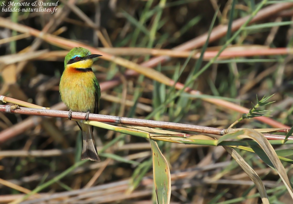 Guêpier nain, Shakawe