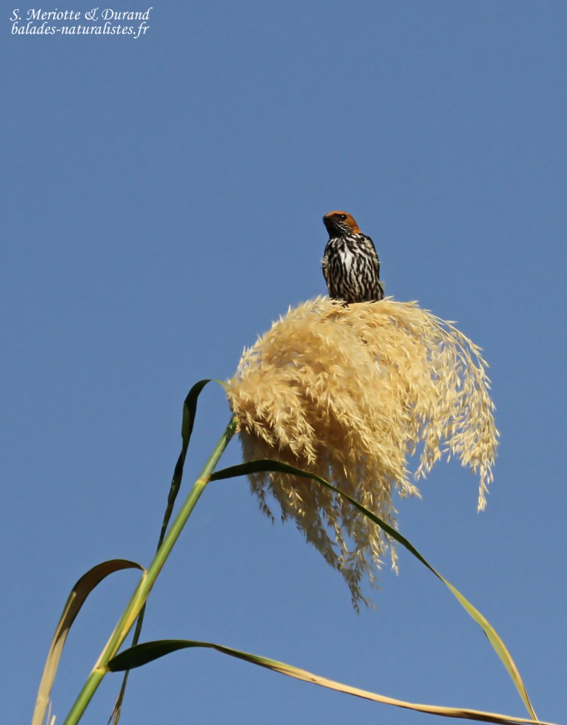 Hirondelle striée, Shakawe