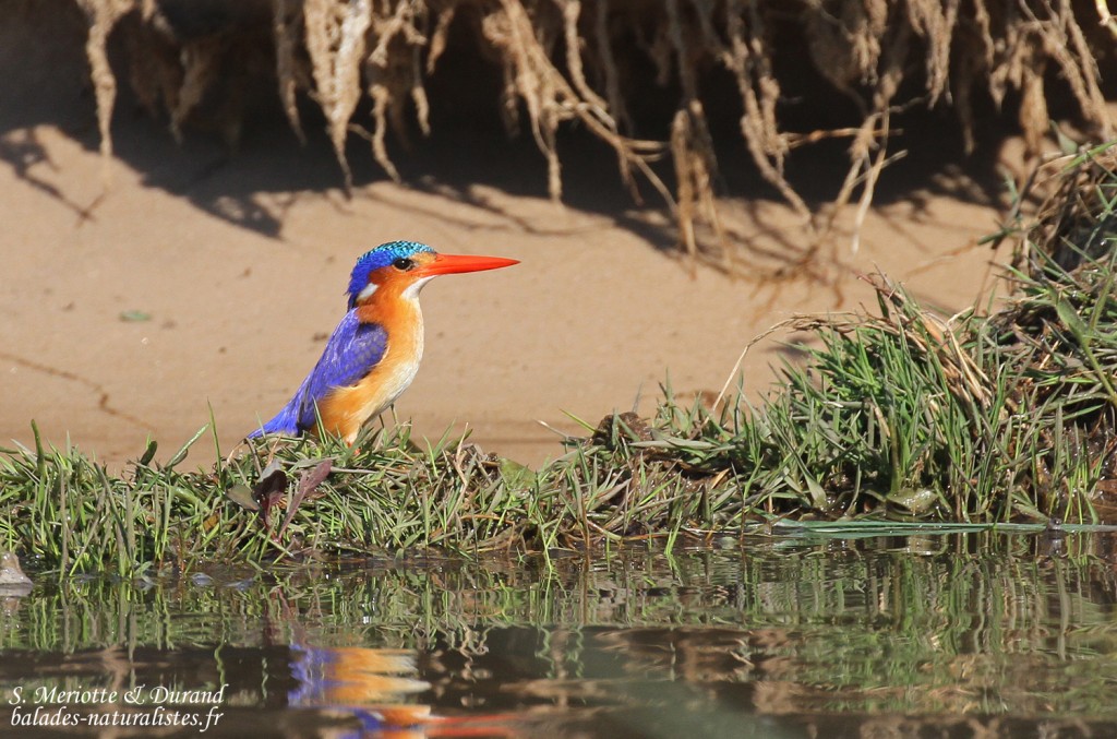 Martin-pêcheur malachite, Shakawe