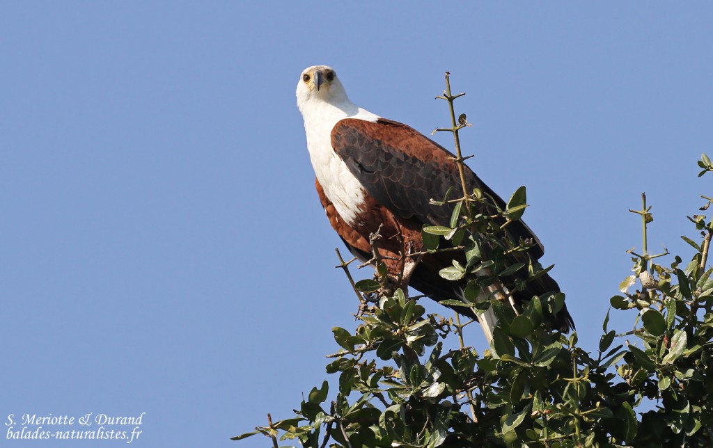 Pygargue vocifère, Shakawe