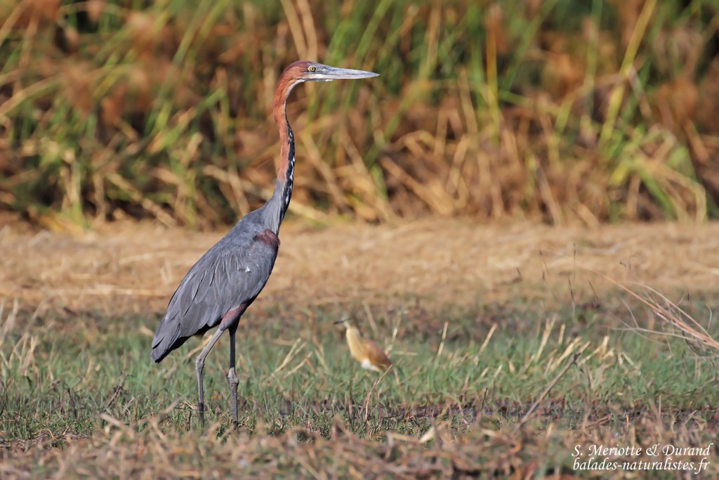 Héron goliath et crabier, Shakawe