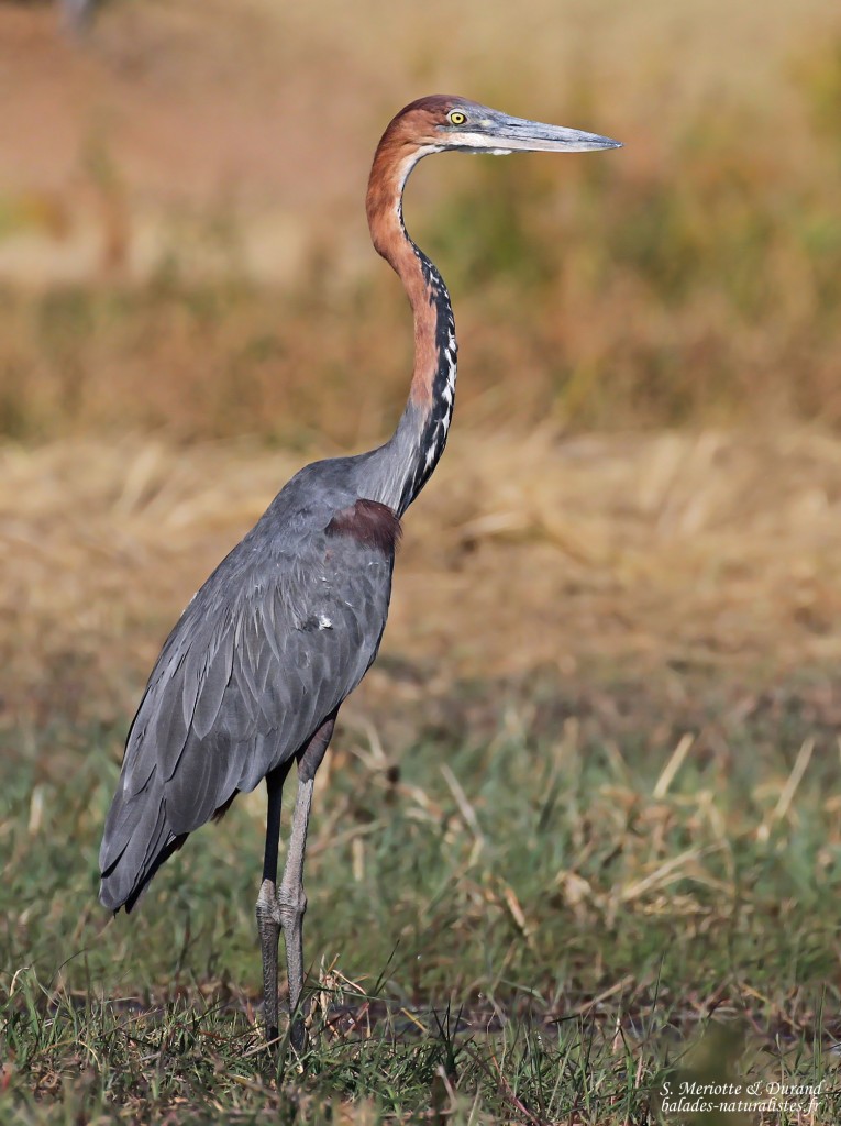 Héron goliath, Shakawe