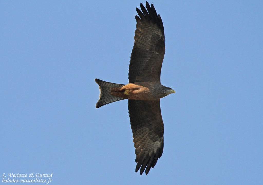 Milan à bec jaune, Shakawe