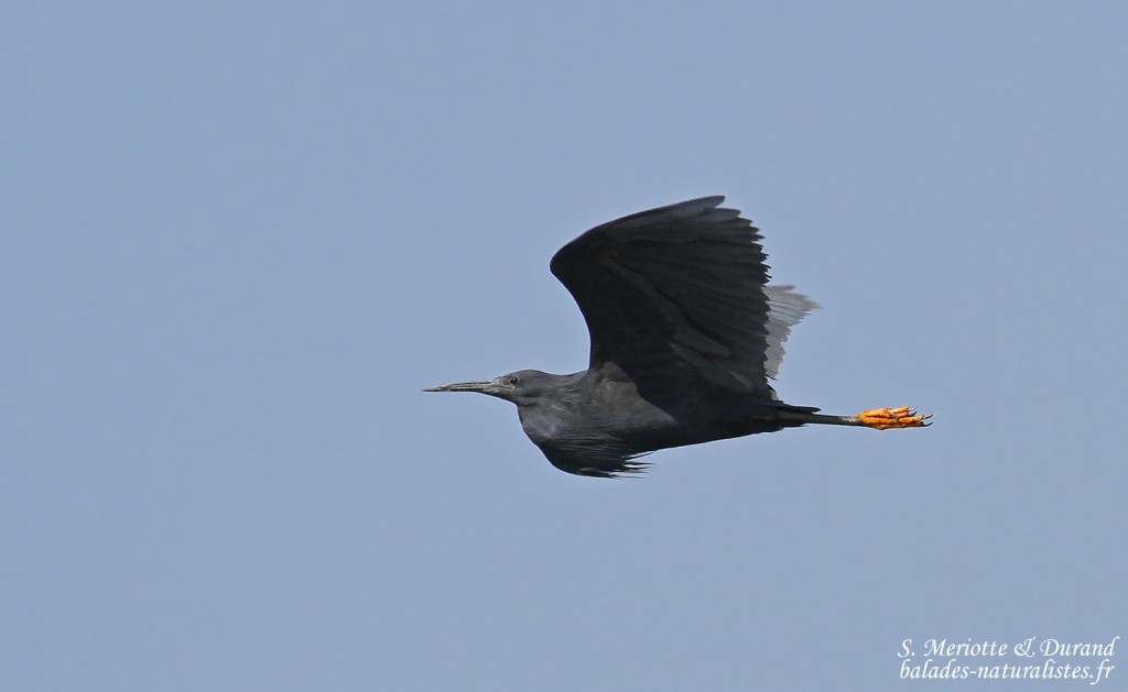 Aigrette ardoisée, Shakawe