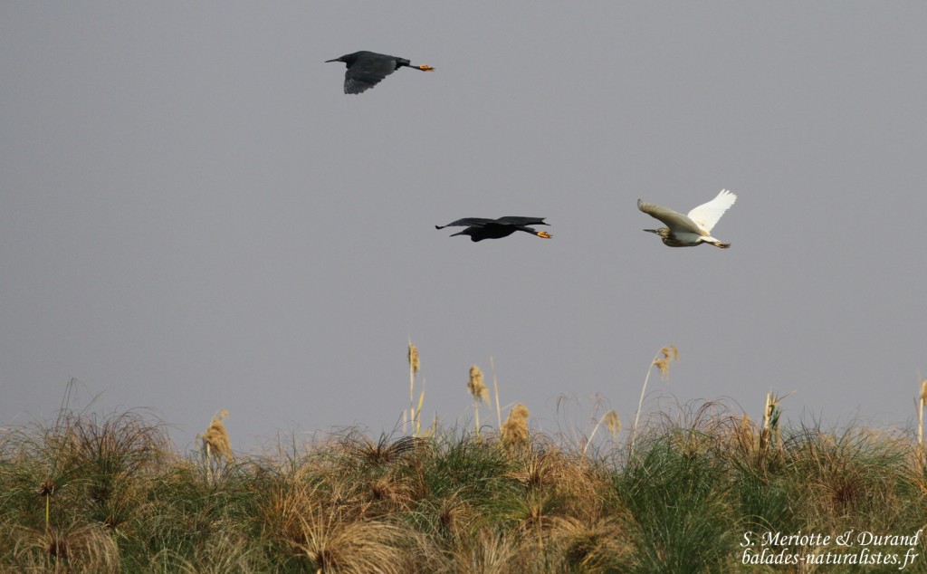 Aigrette ardoisées et Crabiers chevelus, Shakawe