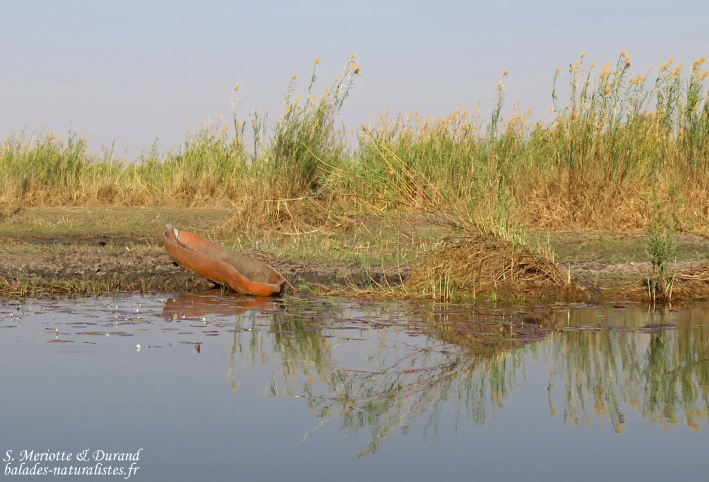 Les rives de l'Okavango, Shakawe