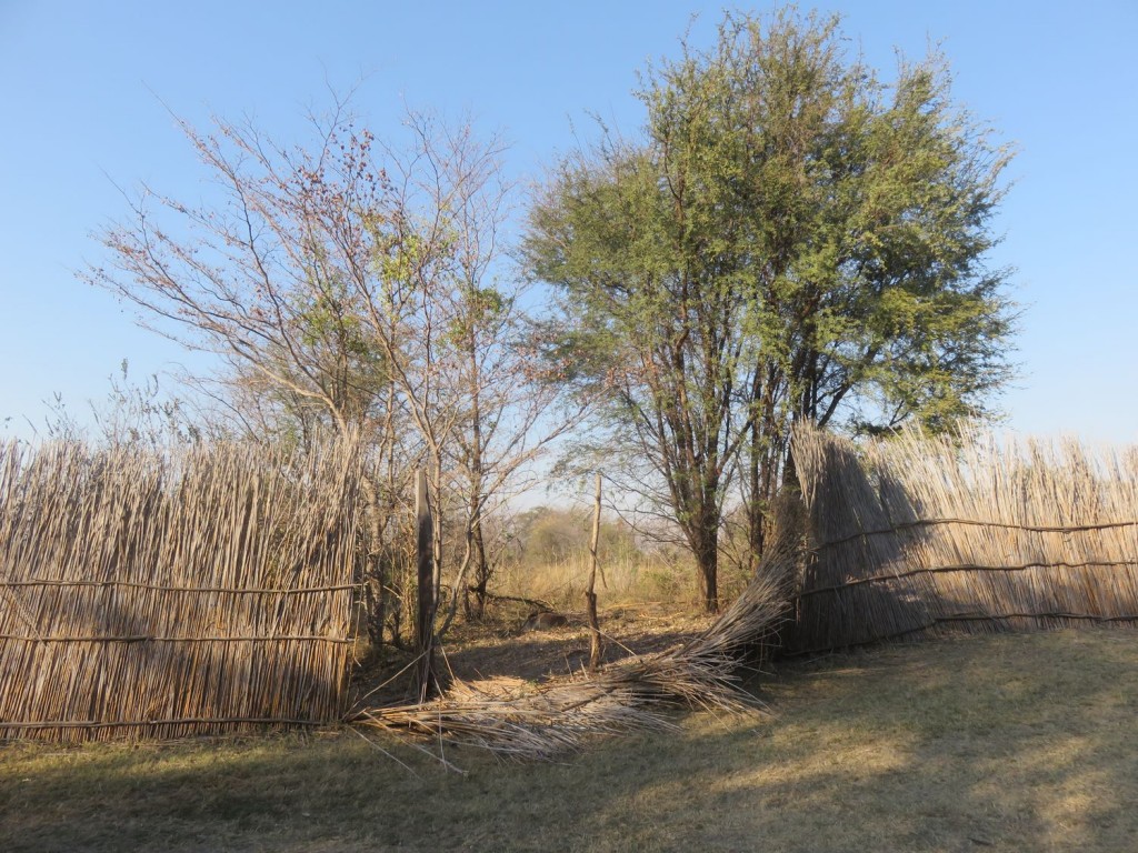 Passage d'un éléphant