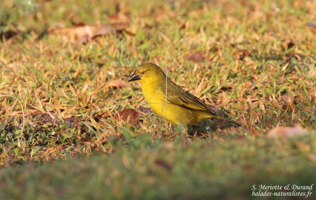 Tisserin safran, Katima Mulilo