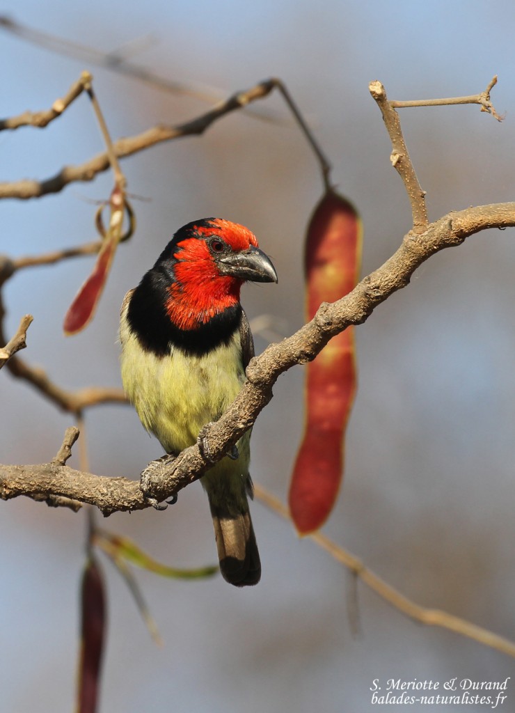 Barbican à collier, Katima Mulilo