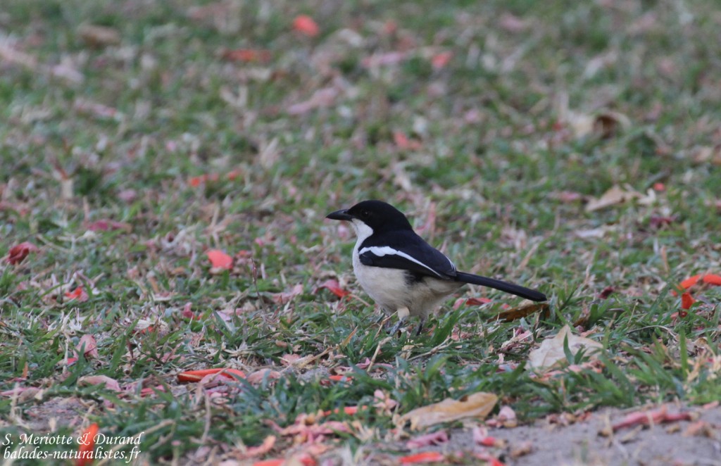 Gonolek à ventre blanc,, Katima Mulilo