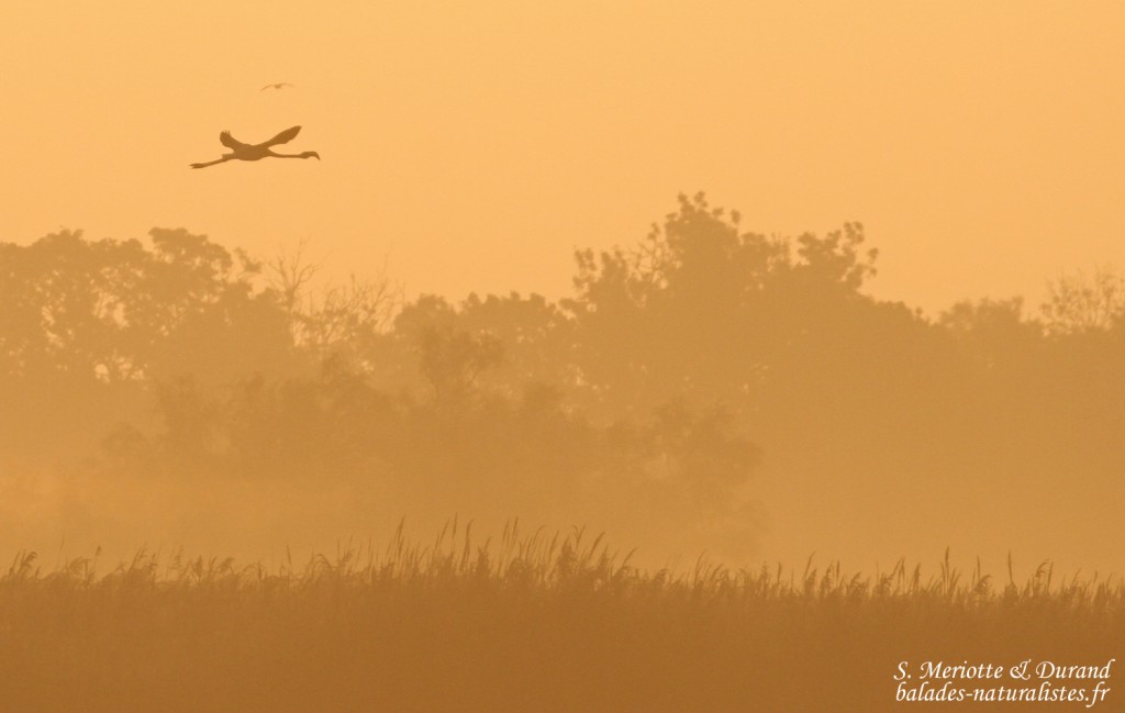 Flamant rose