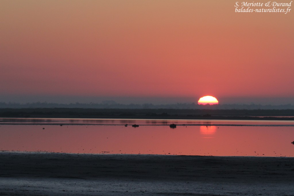 Soleil levant sur le Fangassier