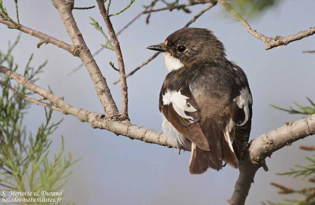 Gobemouche noir mâle, Camargue