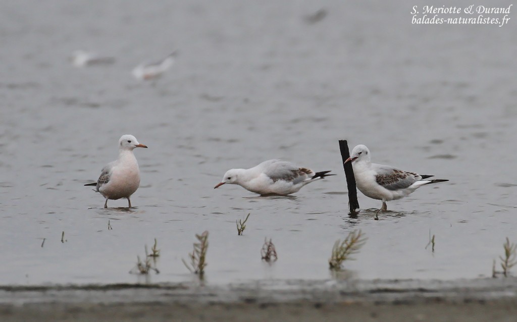 Goélands railleurs, Grau de Piémanson