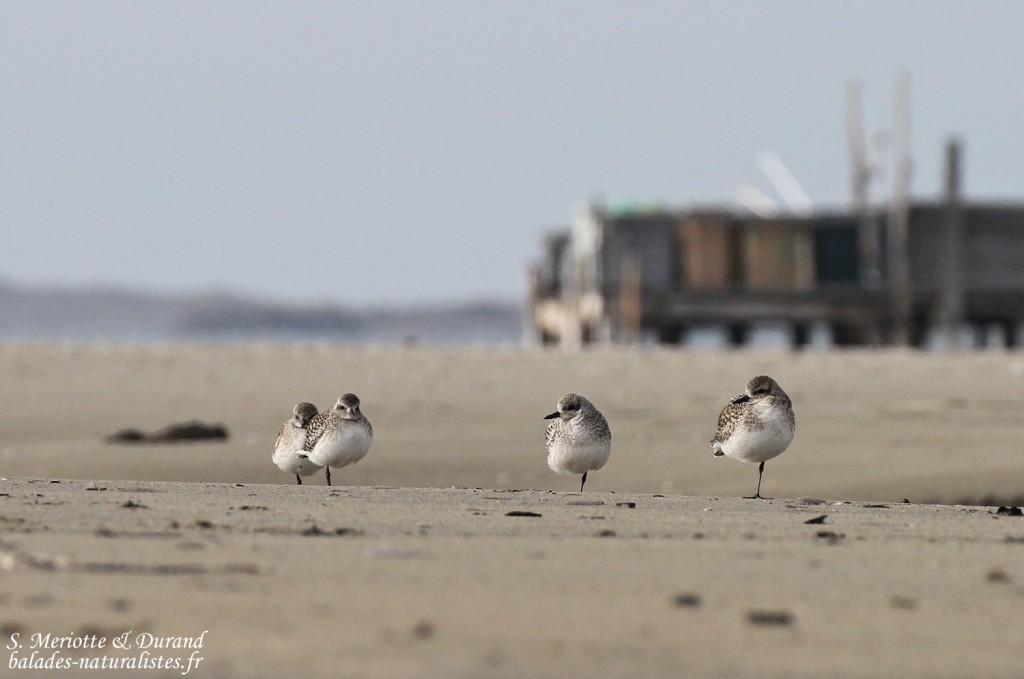 Pluviers argentés, Plage de Beauduc
