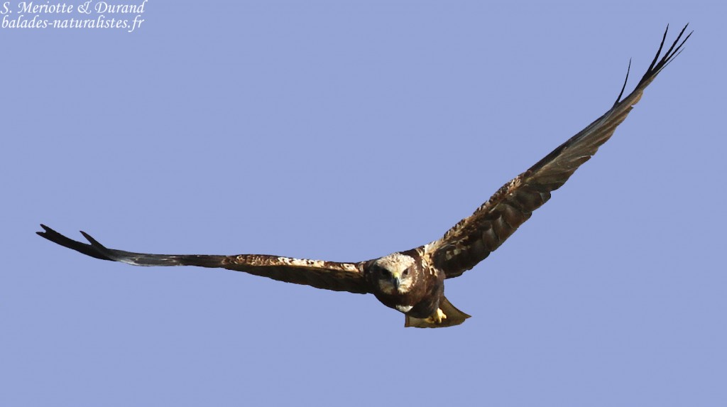 Busard des roseaux, Scamandre, Camargue gardoise