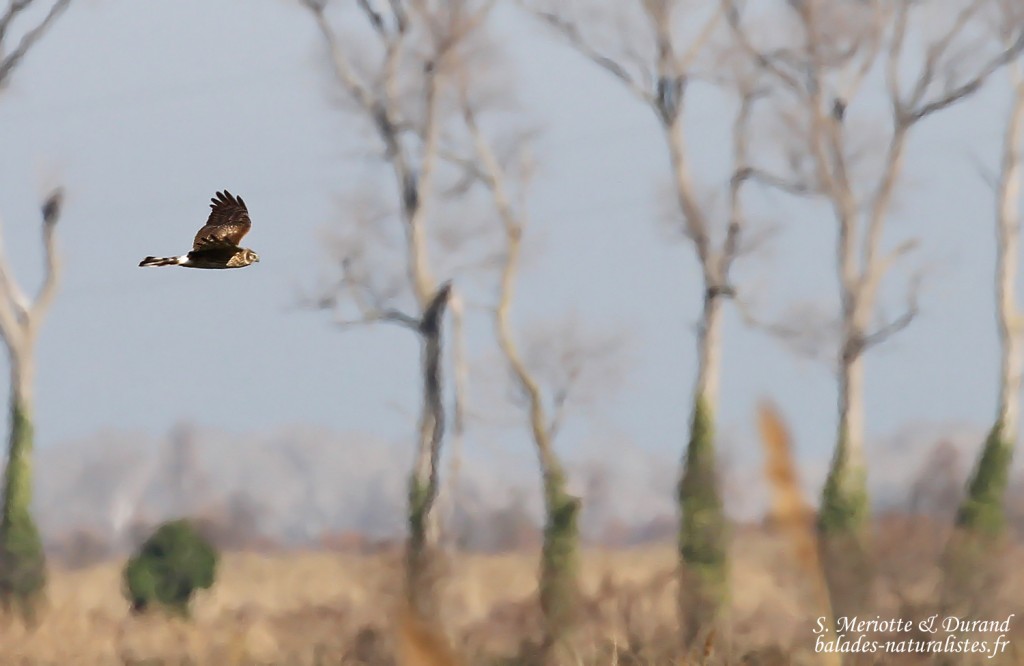 Femelle de Busard Saint-Martin, Mas des Charlots