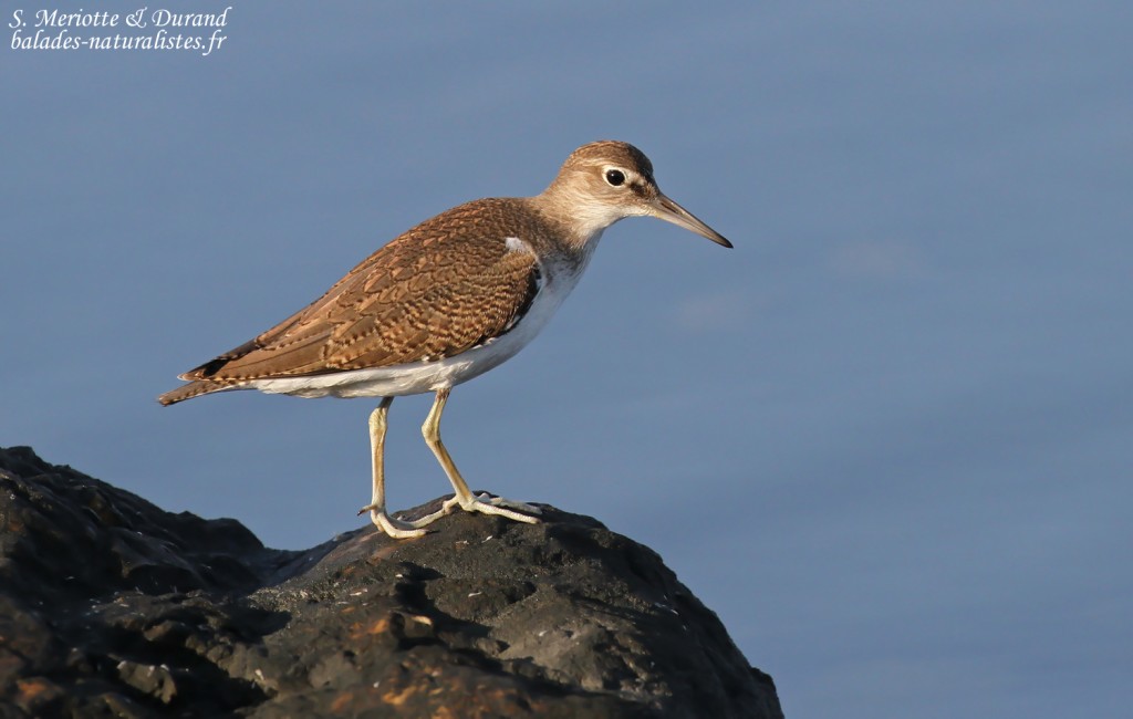 Chevalier guignard sur les baisses