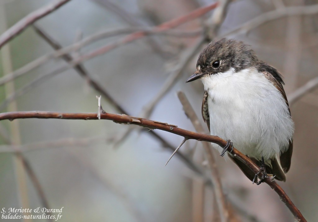 Gobemouche noir mâle, Camargue