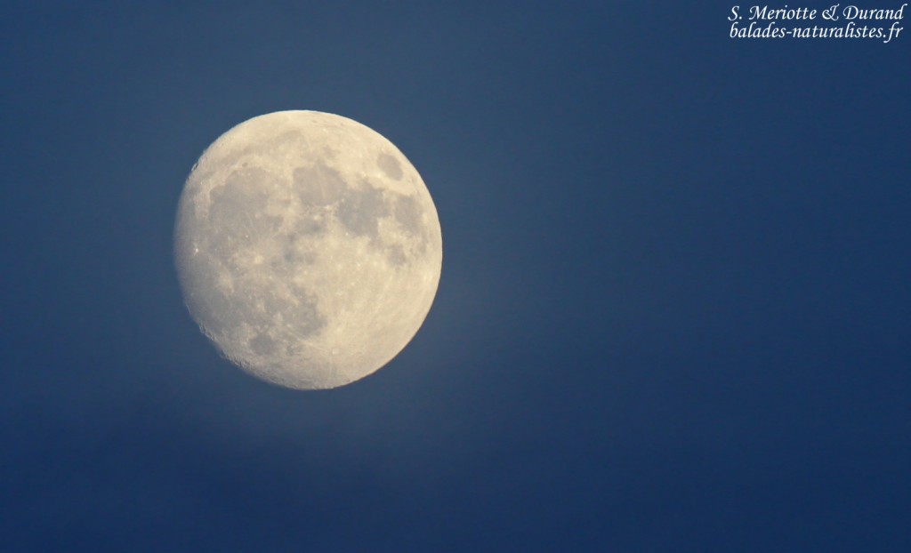 La lune se lève sur l'étang de Mas d'Agon