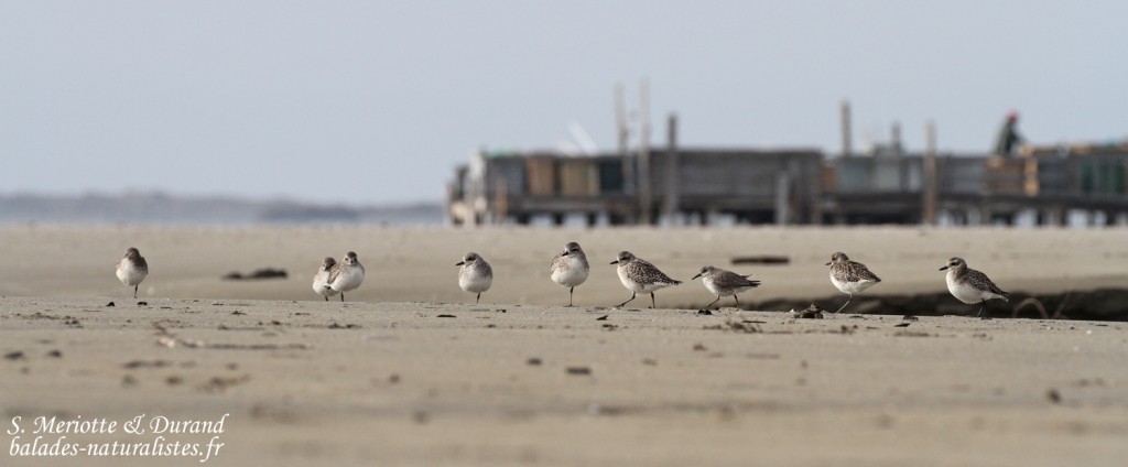 Pluviers argentés, Plage de Beauduc