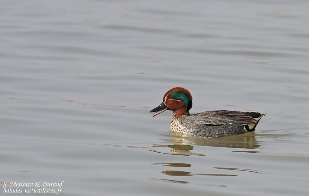 Sarcelle d'hiver, Scamandre, Camargue gardoise