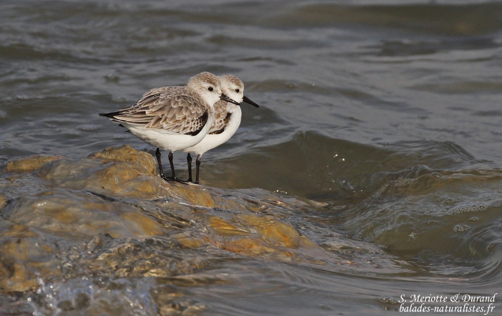 Bécasseau sanderling, Route de Beauduc