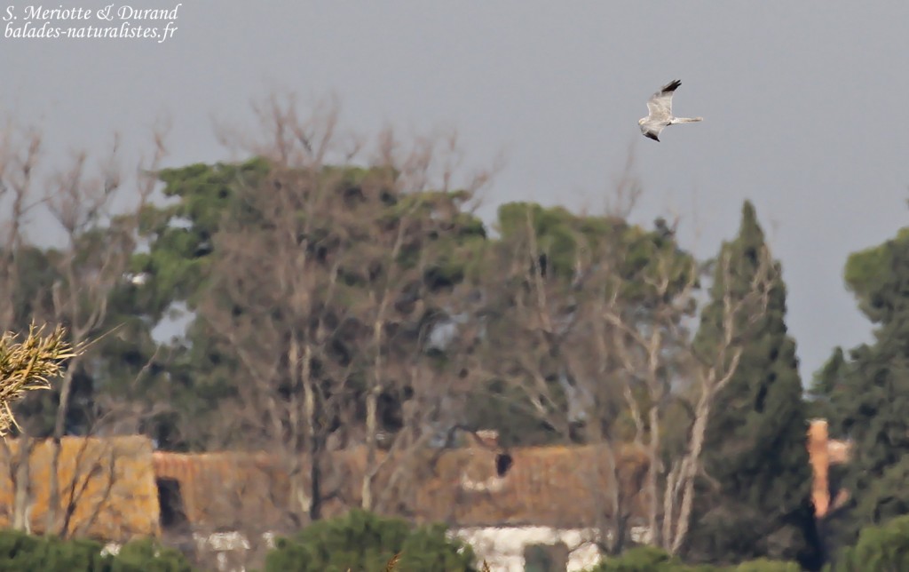 Mâle de Busard pâle, Mas des Charlots
