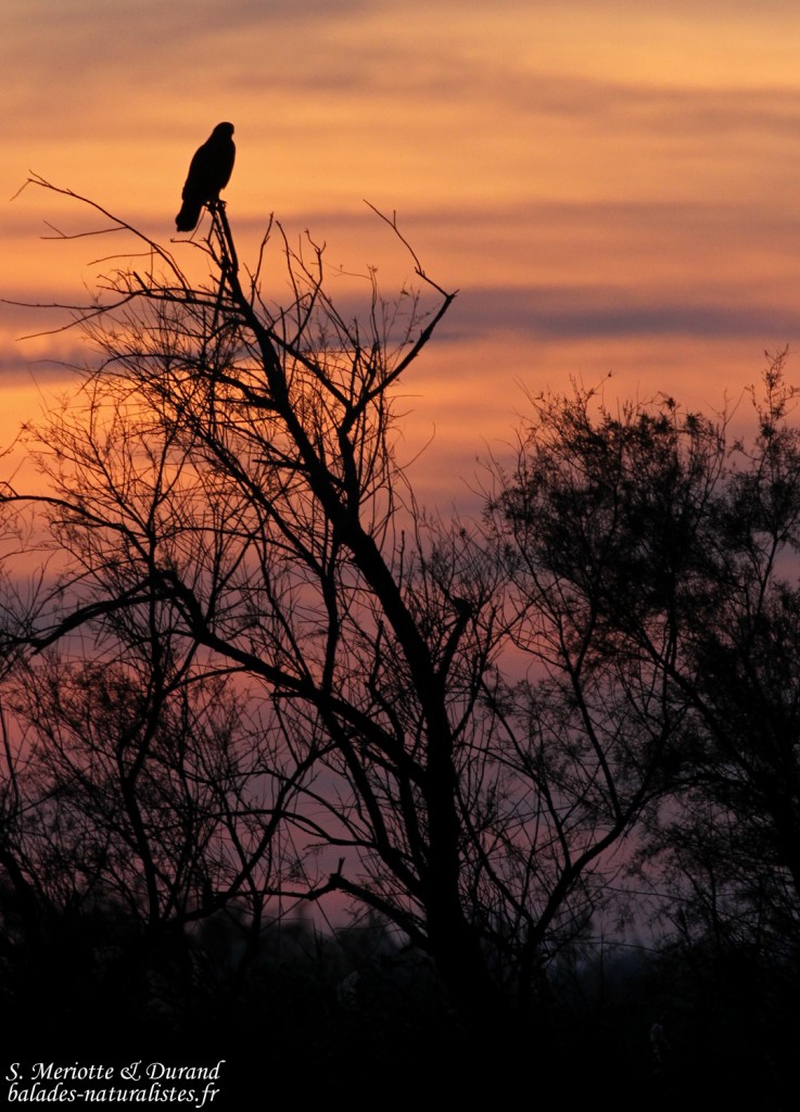 Buse variable, Mas d'Agon