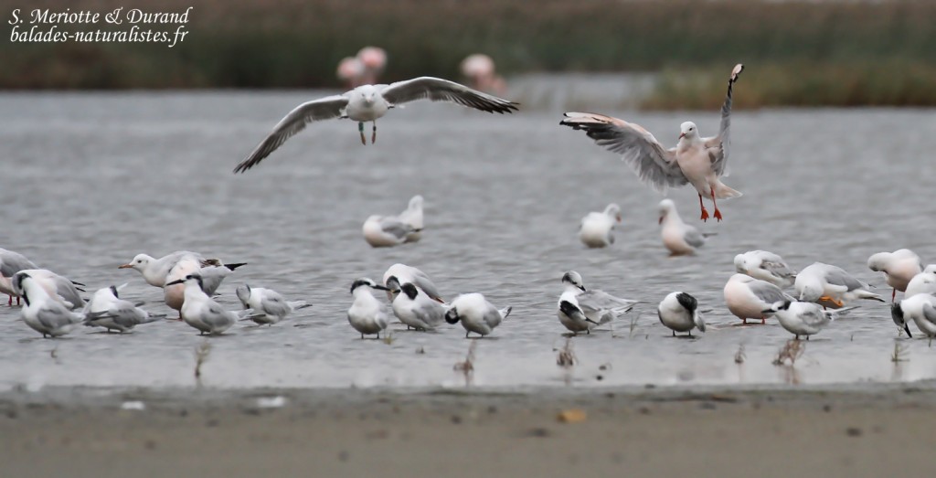 Goélands railleurs et Sternes caugeks, Grau de Piémanson