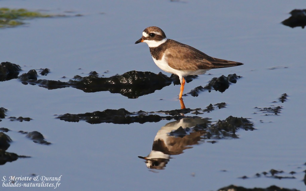 Grand Gravelot sur les baisses