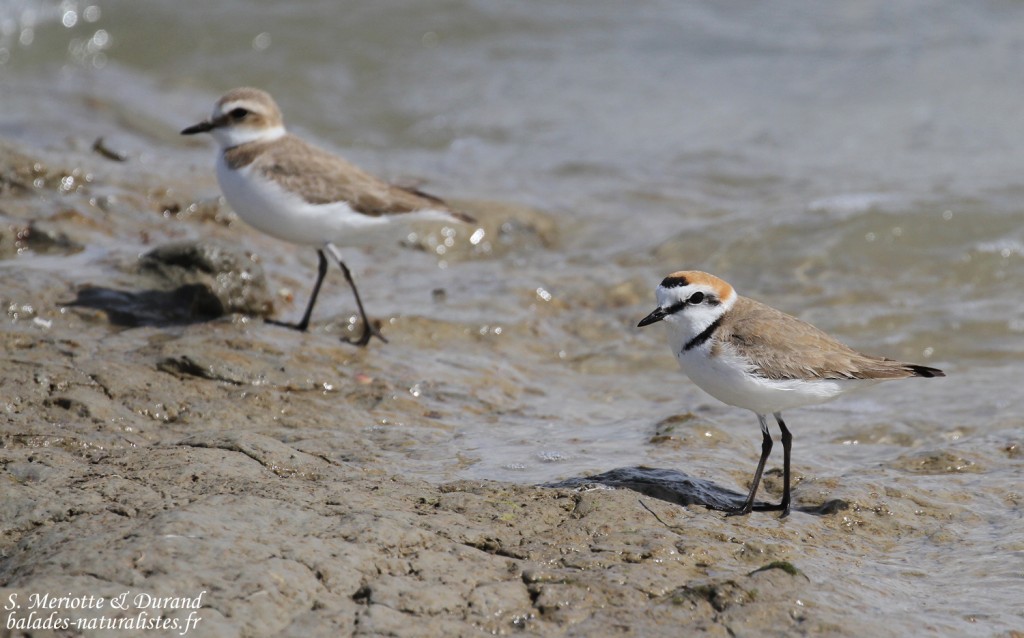 Couple de Gravelot à collier interrompu, Camargue