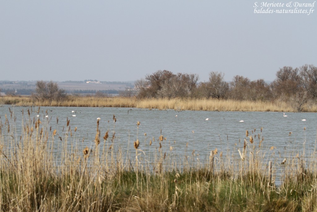 Scamandre, Camargue gardoise