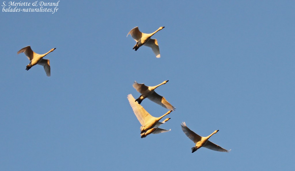 Cygnes de Bewick, Pointe Martine