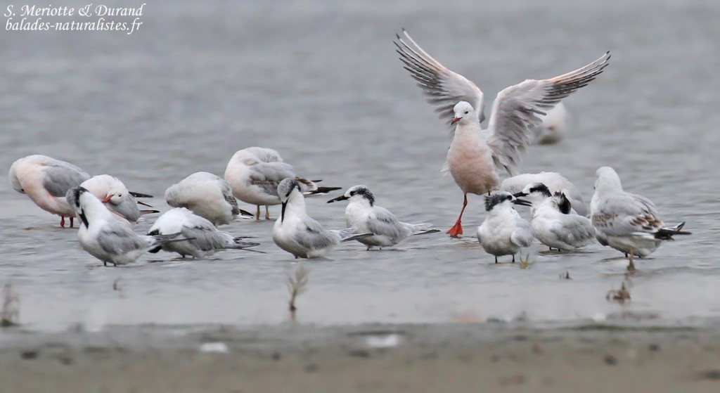 Goélands railleurs et Sternes caugeks, Grau de Piémanson
