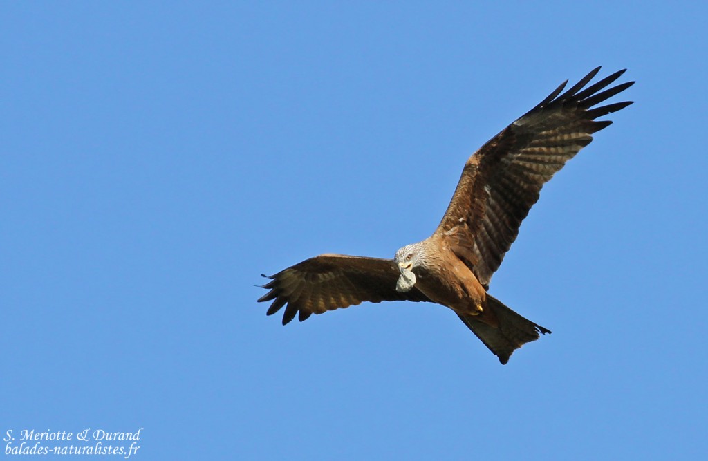 Milan noir, Camargue