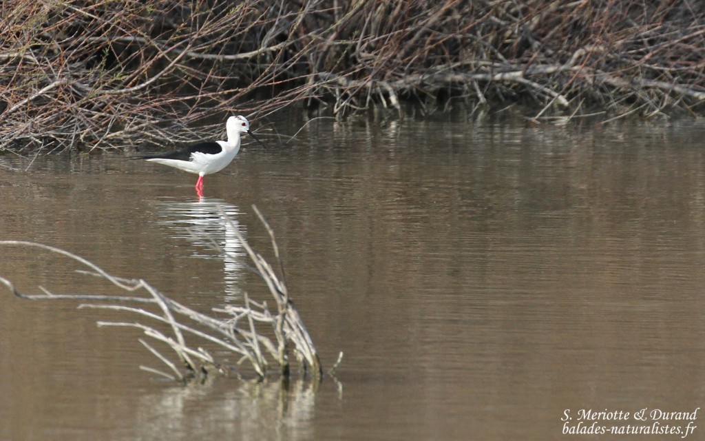Echasse blanche, Scamandre, Camargue gardoise