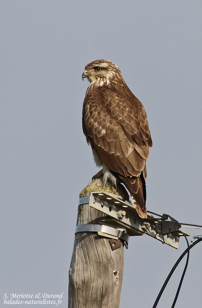 Buse variable, Camargue
