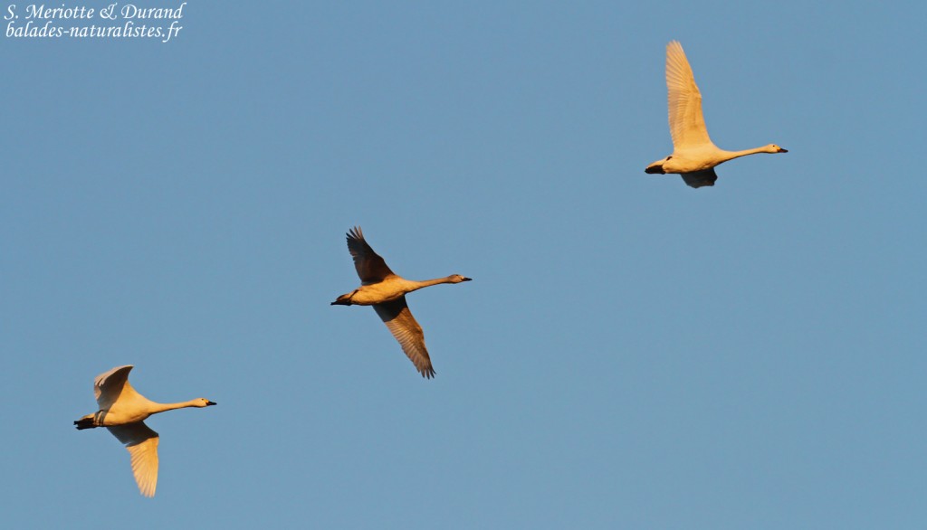 Cygnes de Bewick, Pointe Martine