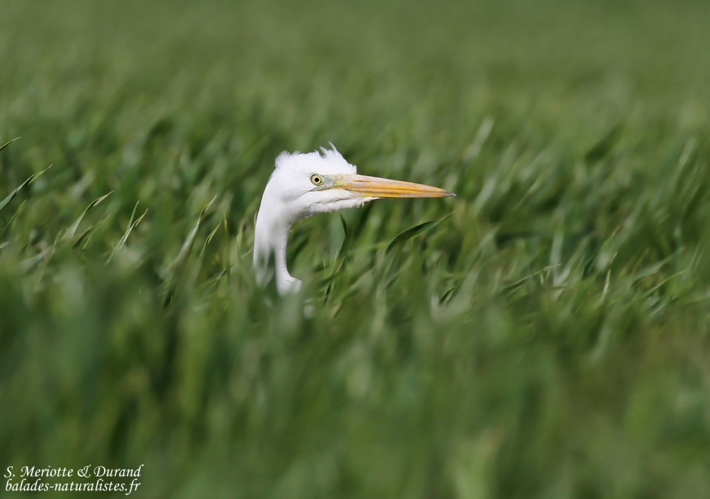 Grande Aigrette, Camargue
