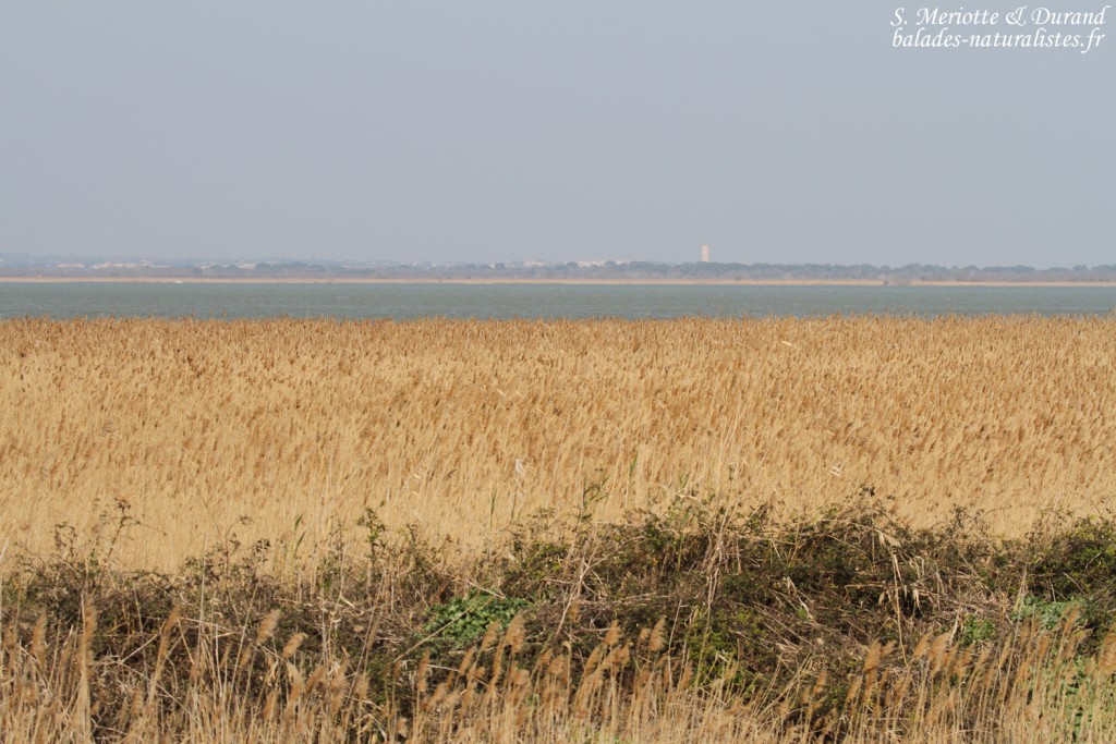 Scamandre, Camargue gardoise