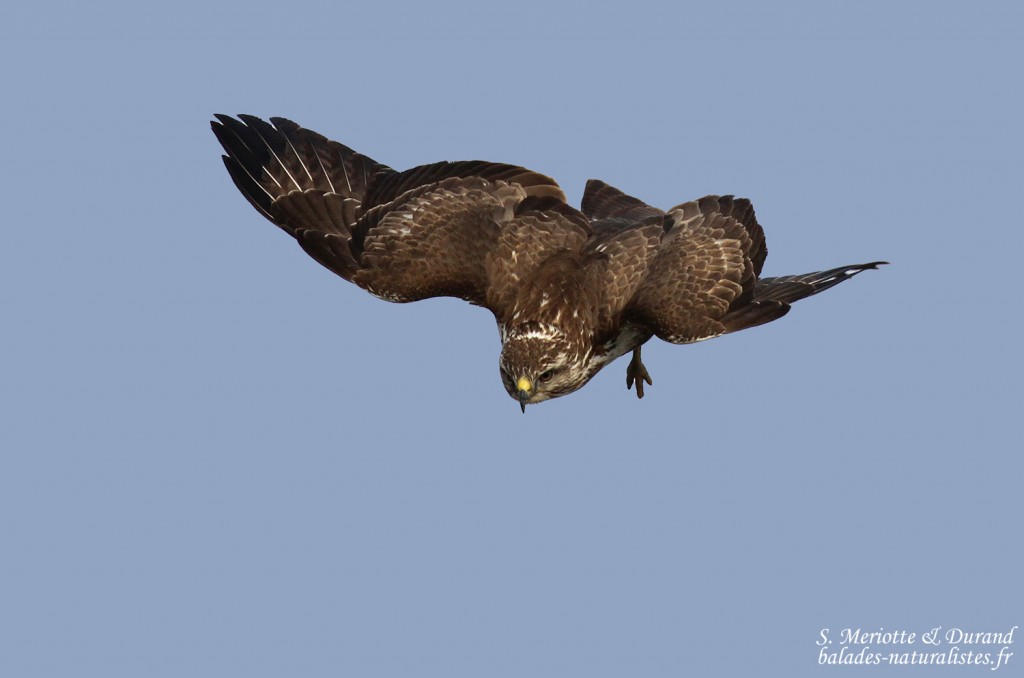 Buse variable, Camargue